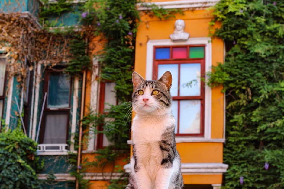A domestic tabby cat with yellow eyes and a white chest sitting on a pavement in front of a colourful house with an orange exterior, white window frames, and stained glass panes; the house is partiall