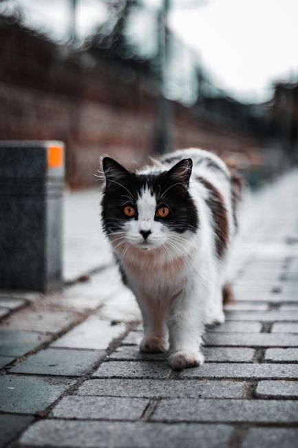 A domestic tabby cat with yellow eyes and a white chest sitting on a pavement in front of a colourful house with an orange exterior, white window frames, and stained glass panes; the house is partiall